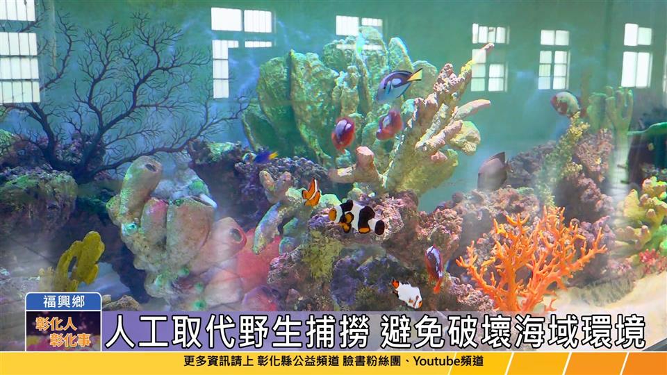 114-05-28 彰化出品驚艷國際 王惠美參訪小丑魚養殖場